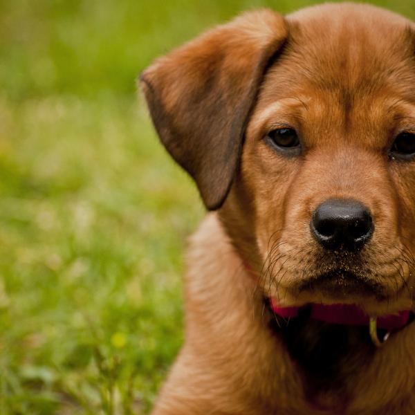 Welpen großrassig 11:15 bei Mella