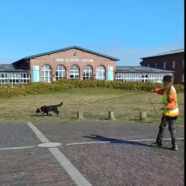 Mantrailing F1 So 15:00 bei Luzie