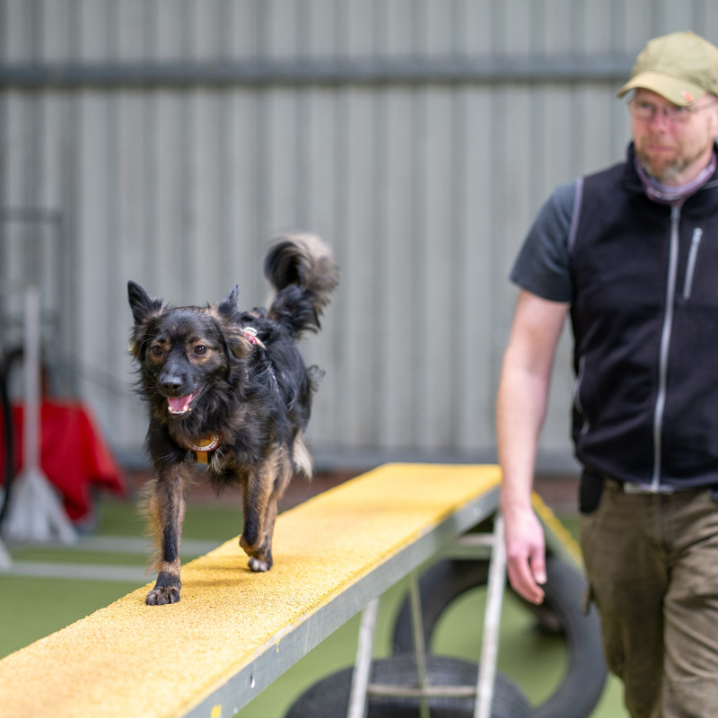 Agility Do 14:30 bei Robert