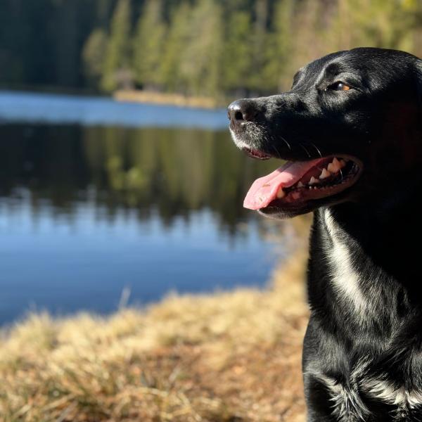 Junghunde 1 Do 16:15 bei Luzie