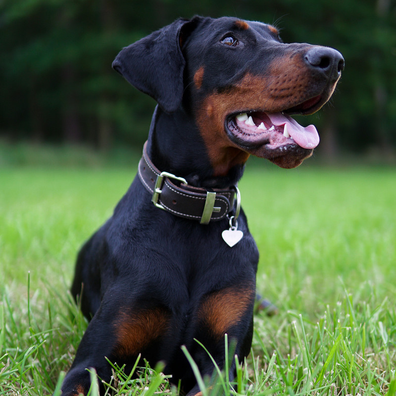 Junghunde 2 kleinrassig Do 18.00 Uhr bei Mella