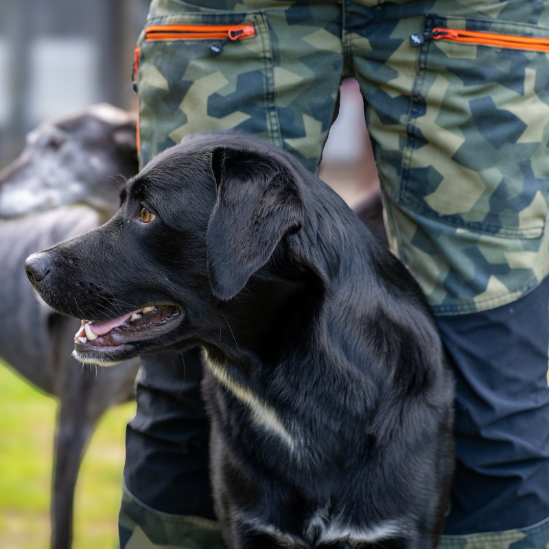 Mantrailing M2 So 10:00 bei Luzie