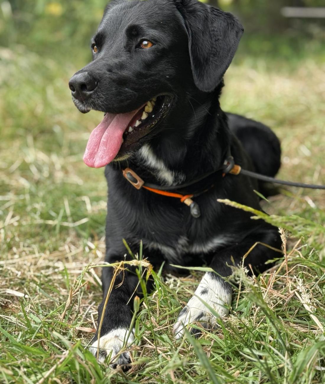...wird bald Hundeschule Haase