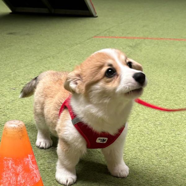 Welpen kleinrassig 12:30 bei Susi