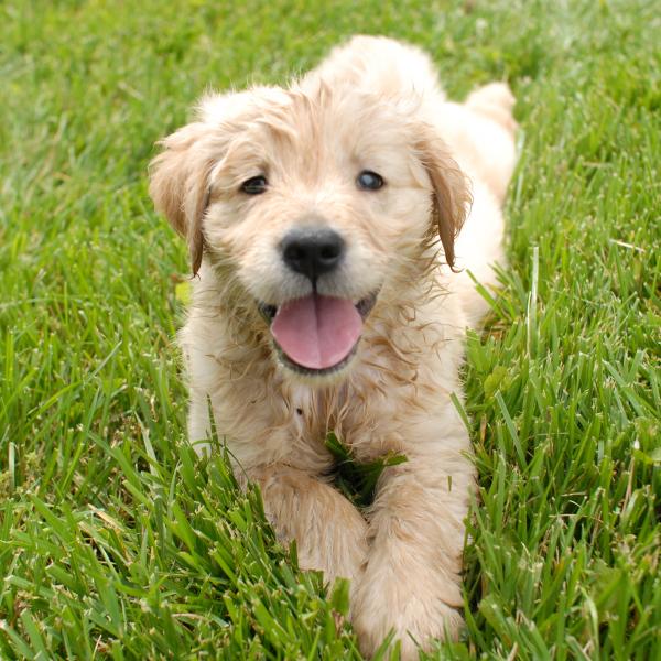 Welpen mix 11:15 bei Ariane