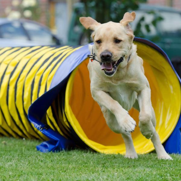 Agility Mi 17:30 bei Jessica
