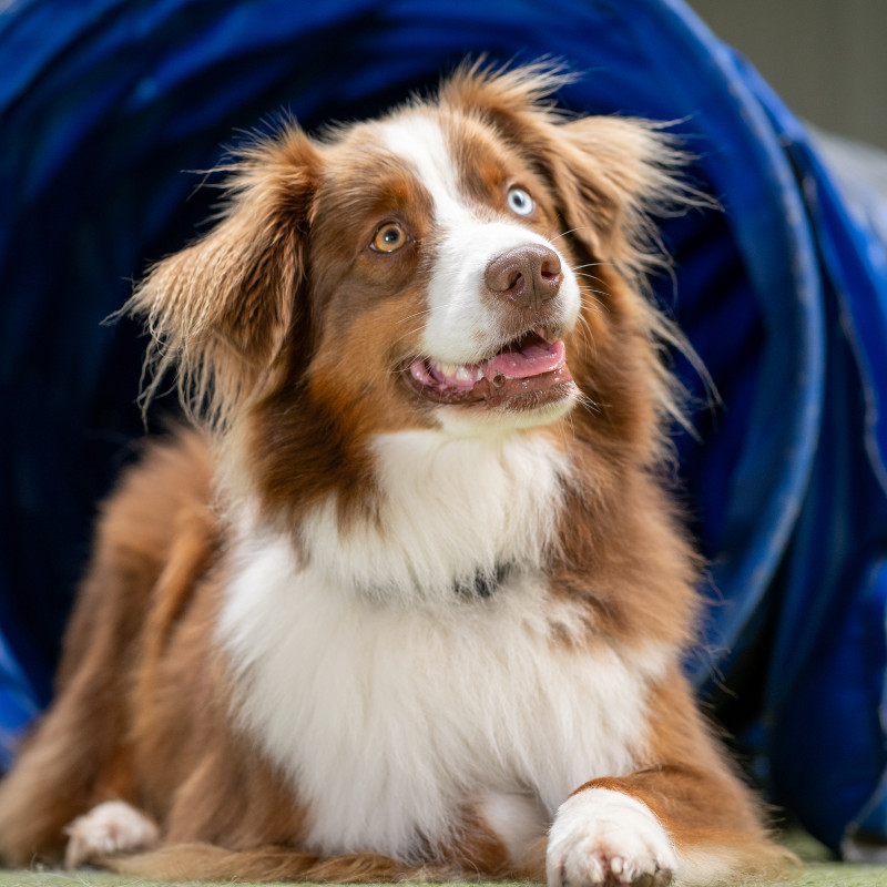 Agility Mo 16:00 bei Jessica