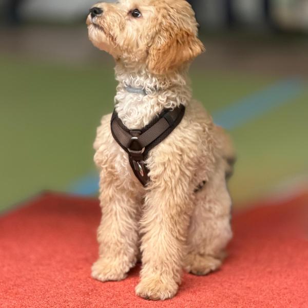 Welpenkurs So 12:30 bei Ariane