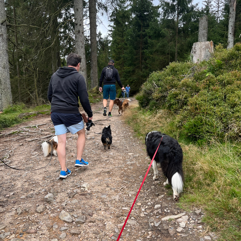 Wanderung mit Hund