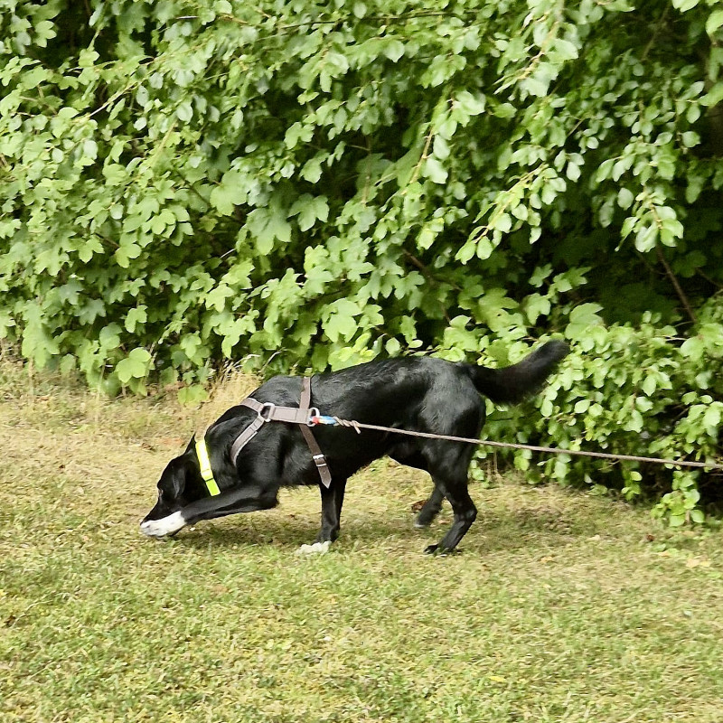 Mantrailing A2 So 10:00 bei Luzie