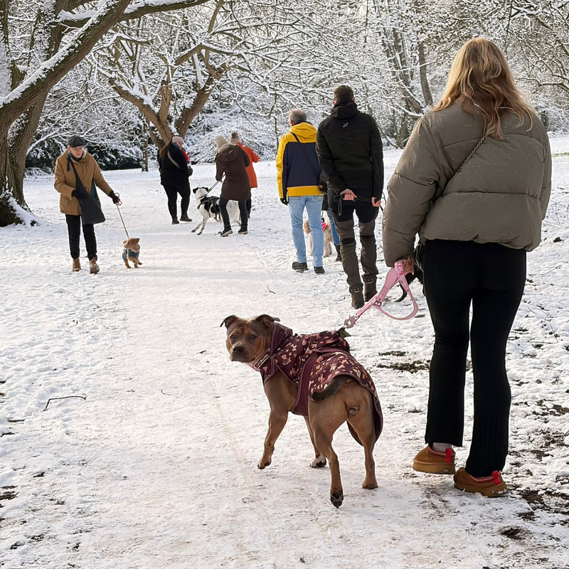 🧑‍🎄🎁Weihnachts🧑‍🎄🎁 Social Walk am 19 Dezember