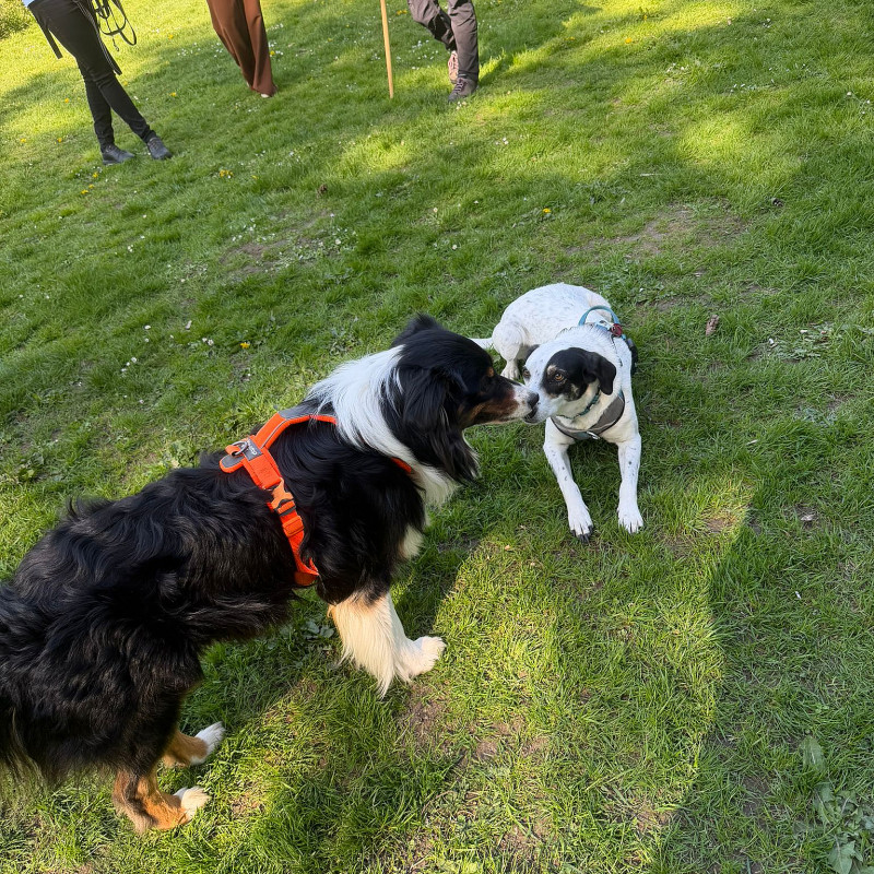 Hundetreff „extra“ Samstag 16 Uhr