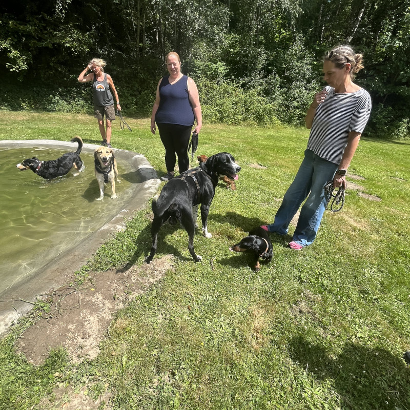 Hundetreff Samstag 13 Uhr