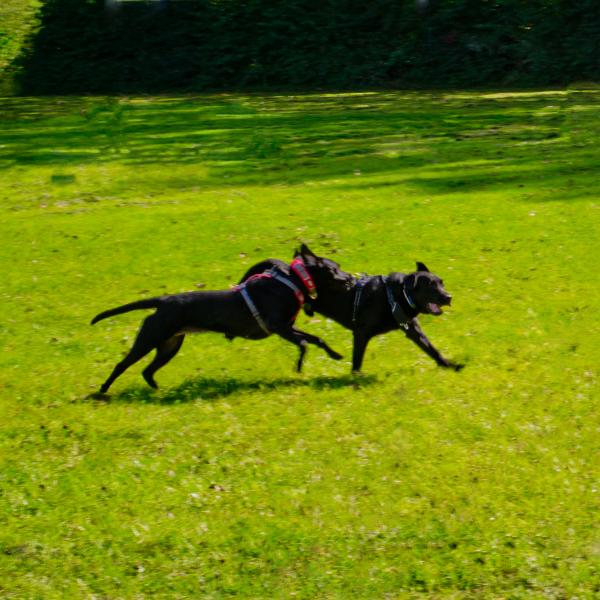 Spiel- und Freilaufgruppe Freitags