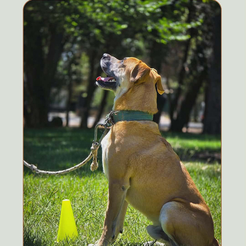 Rally Obedience