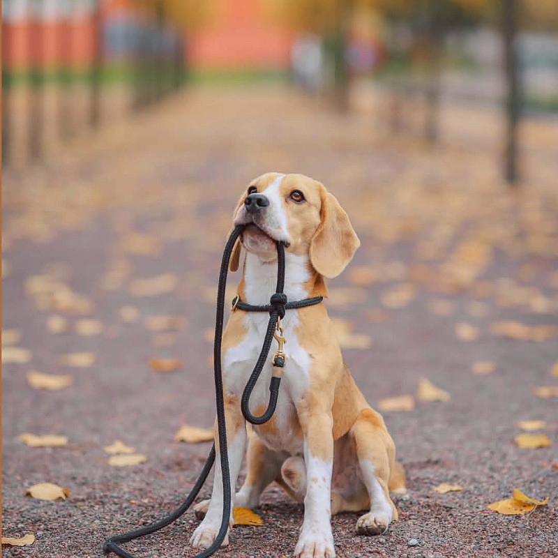 Schleppleinen Walk