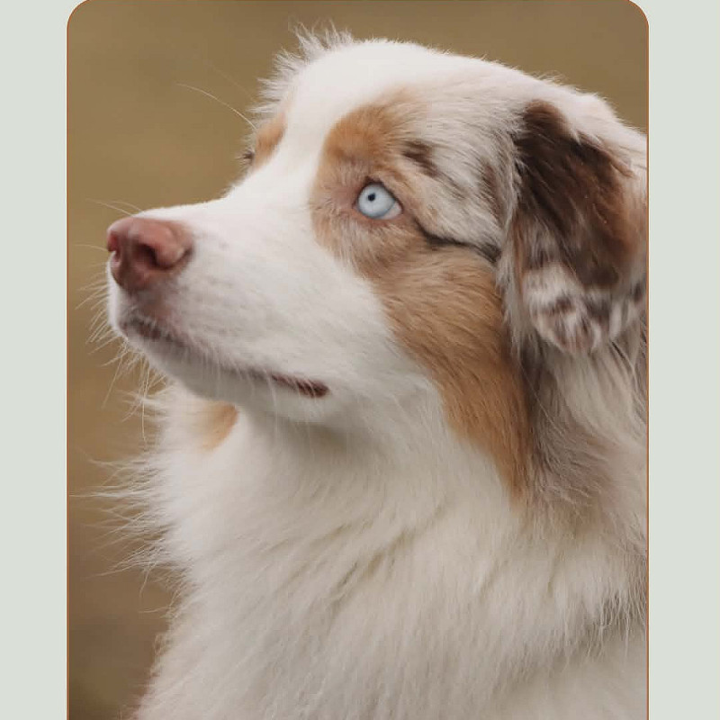 Basisarbeit für zuverlässige Hunde
