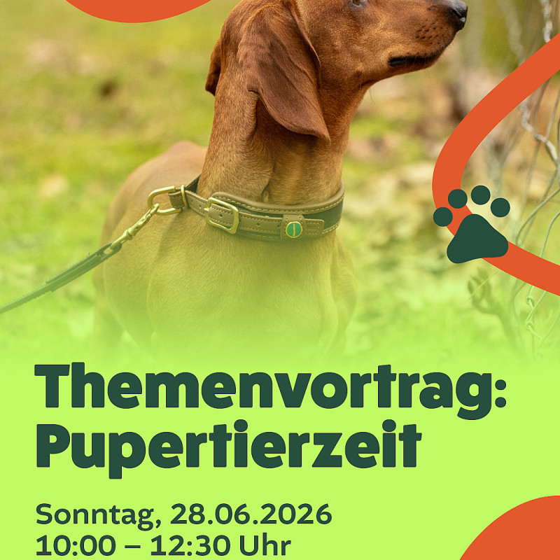 Hilfe, mein Hund pupertiert