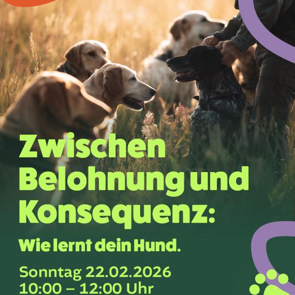 Zwischen Belohnung und Konsequenz: wie lernt dein Hund