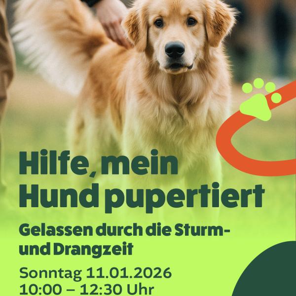 Hilfe, mein Hund pupertiert