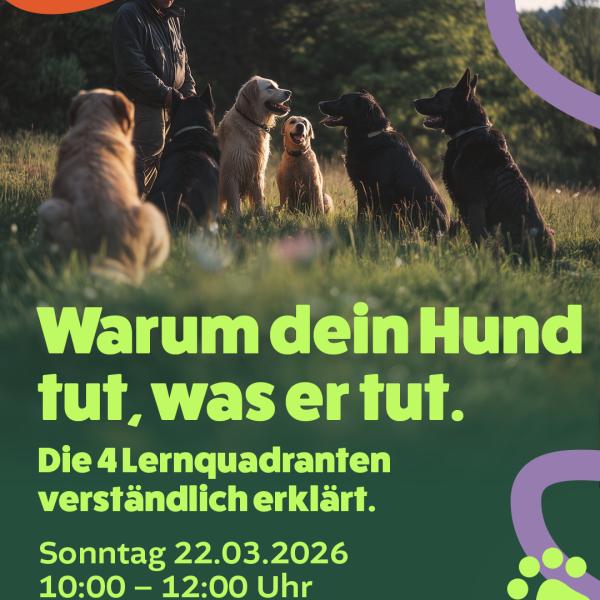 Warum dein Hund tut, was er tut – die 4 Lernquadranten verständlich erklärt