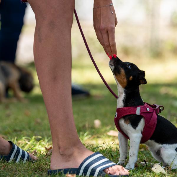 Freitag 17.00 Uhr Pupertiere