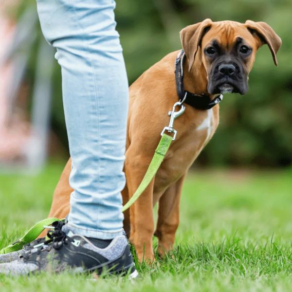 Junghunde (Übungswiese, Start: 31.01.2026)