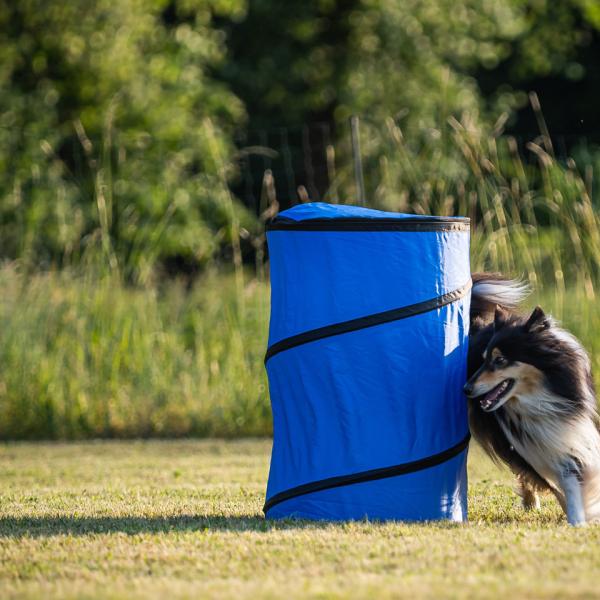 Sommerworkshop: Hoopers Agility (Für Einsteiger)