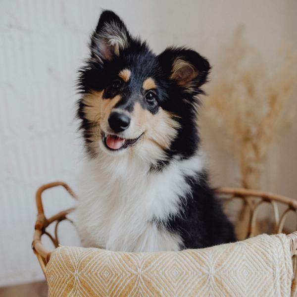 Welpenkurs (Übungswiese, Start: 09.01.2026)