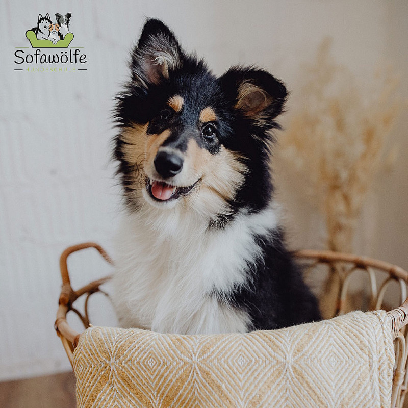 Welpenkurs (Start: 08.05.2026)