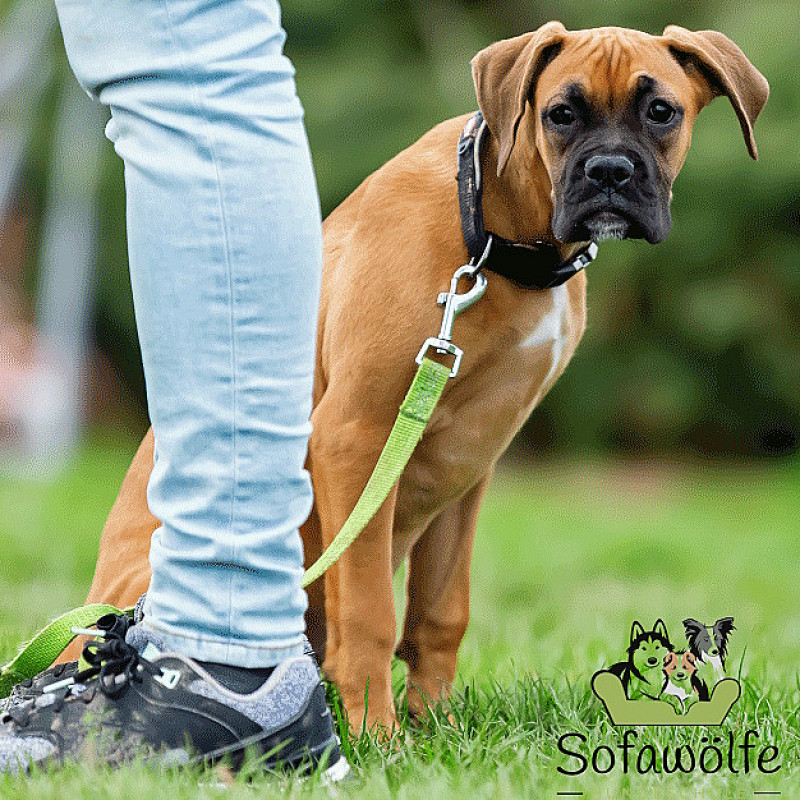 Junghunde (Start: 09.05.2026)