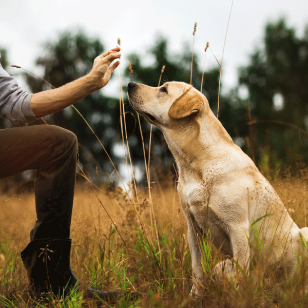 Erwachsene Hunde (Wachenroth, Start: 07.06.2025)