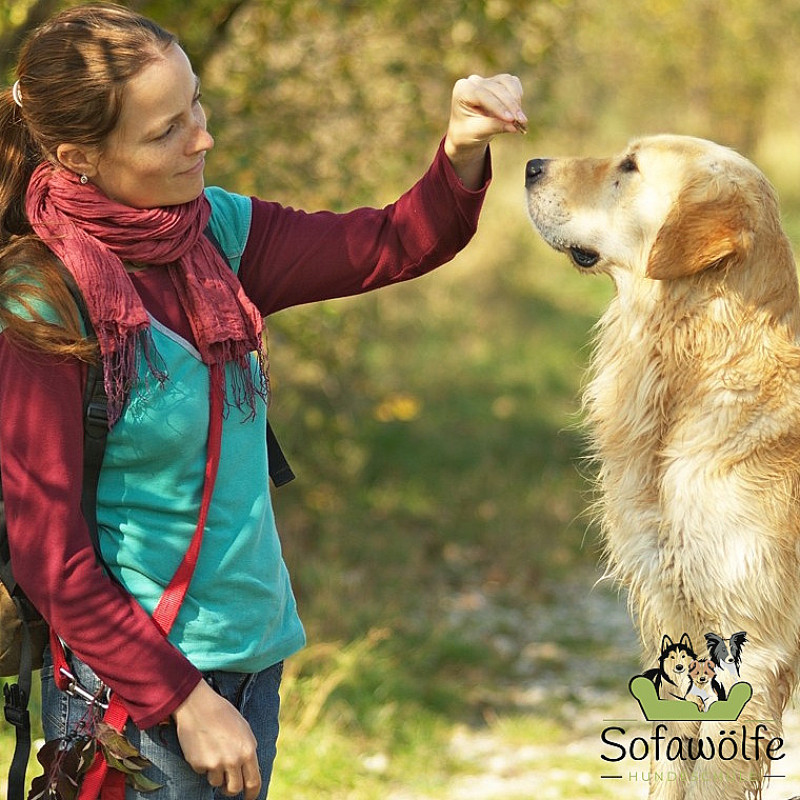 Erwachsene Hunde (Start: 09.05.2026)