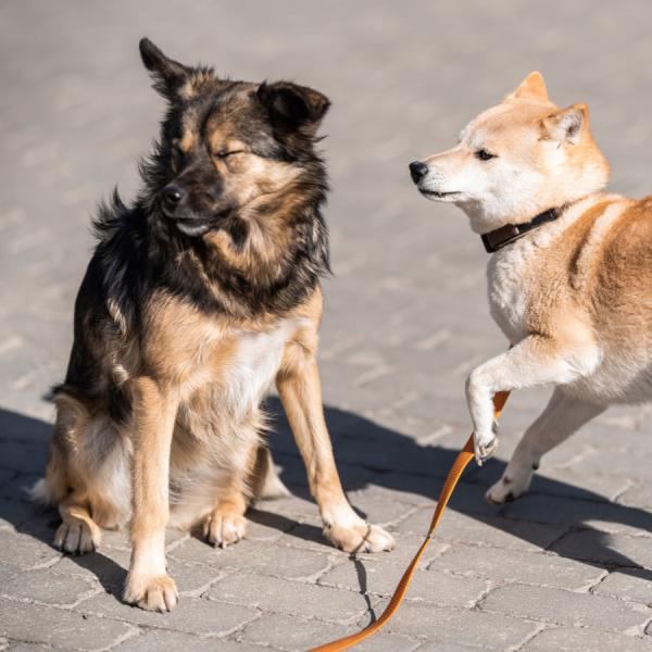 Die Sprache der Hunde