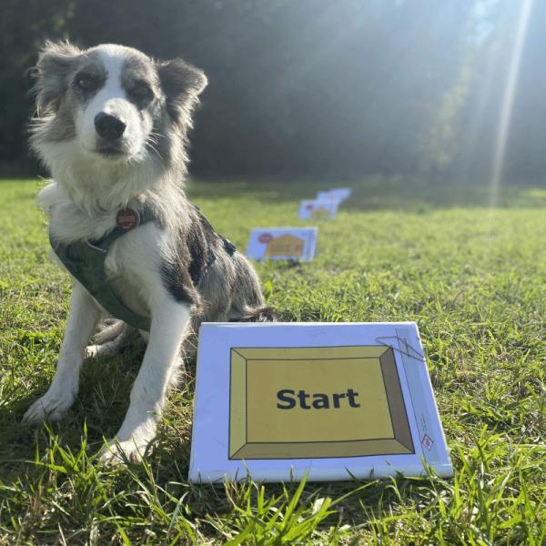 Sommerworkshop: Rally Obedience