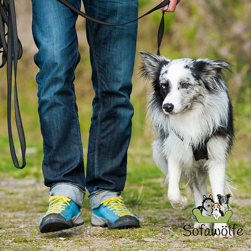 Leinenführigkeit (Start: 11.05.2026)