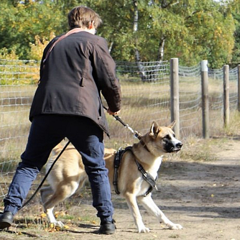 Leinenpöbler - Kurs in Schermbeck