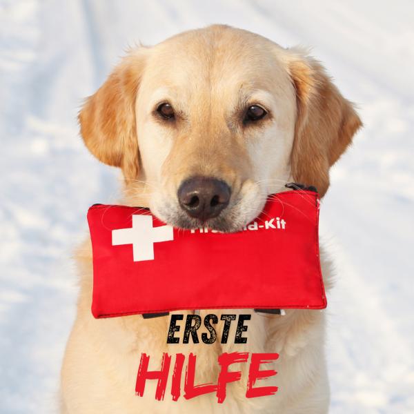 Erste Hilfe-Kurs am Hund in Coesfeld