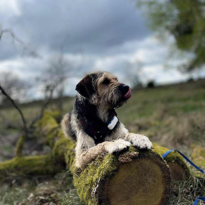 Tierschutzhundekurs  Basis