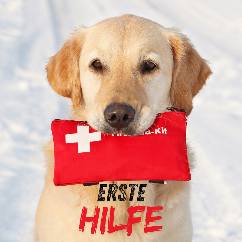 Erste Hilfe-Kurs am Hund in Coesfeld