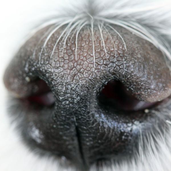 Spürhundesport - Trümmersuche für Einsteiger in Dinslaken