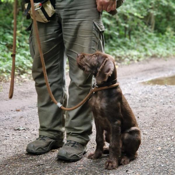 Leinenführigkeit im Alltag