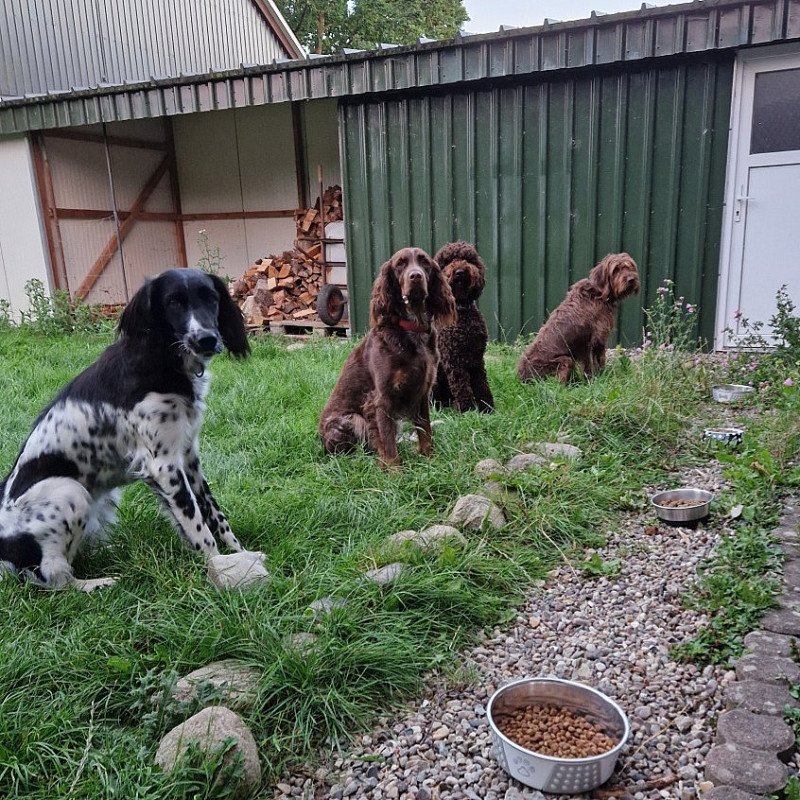 Selbstbeherrschung beim Hund