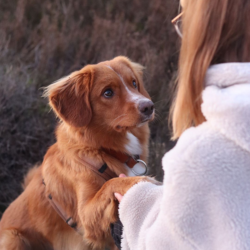Beziehung Mensch & Hund