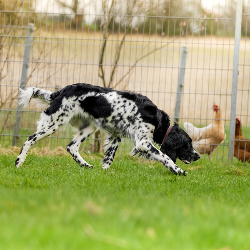 Jagdkontrolltraining