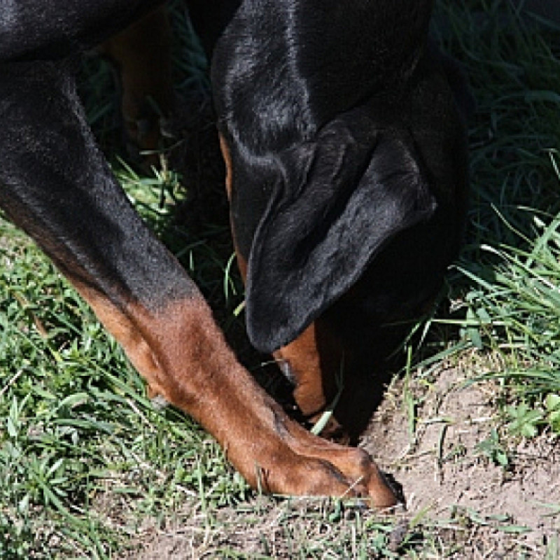 🌲 Nase an – Unsere Outdoor-Schnüffelgruppe 🐾👃