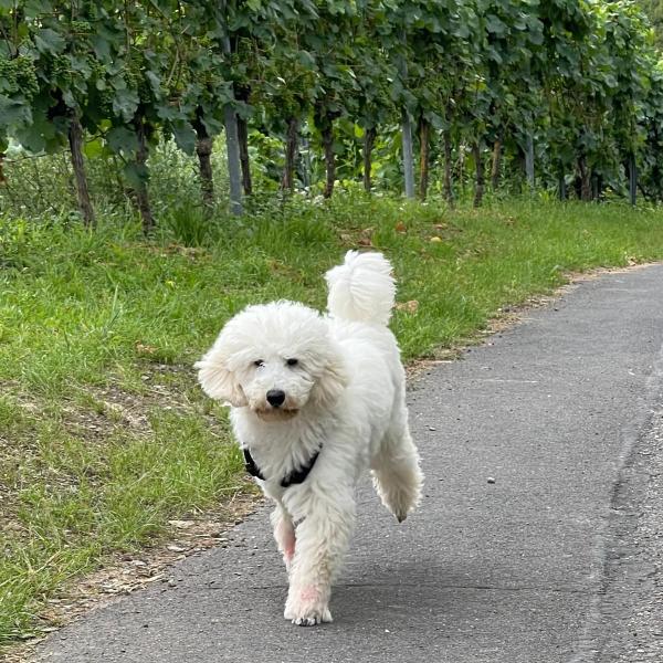 Junghundekurs (FJuhu1-2604)