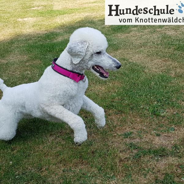 Hoopers Donnerstag - FHoops2503