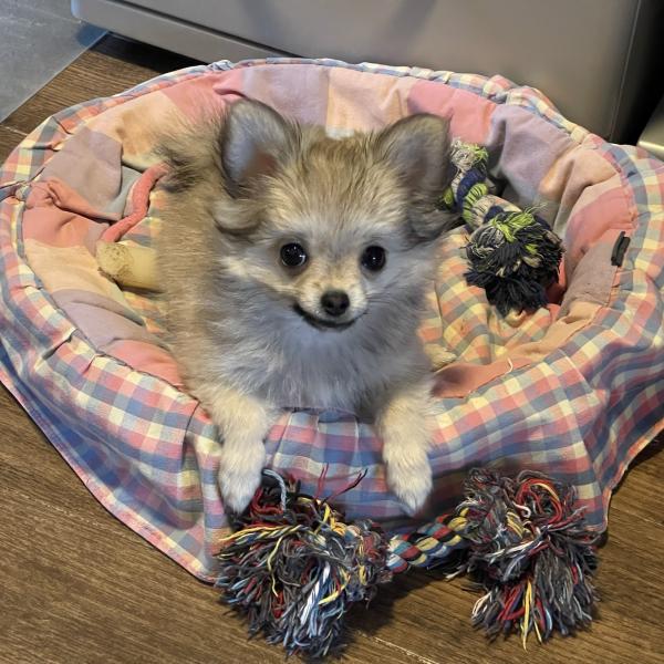 Welpengruppe für kleine Hunderassen