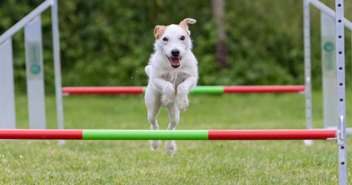 Hund läuft beim Fungility in der Hundeschule vom Knottenwäldchen durch einen Agility-Parcours